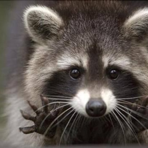 Meet your Posher, Anne - Picture 1 of 1